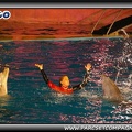 Marineland - Dauphins - Spectacle nocturne - 0425
