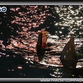 Marineland - Dauphins - Spectacle nocturne - 0445