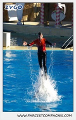 Marineland - Dauphins - Spectacle 14h15 - 0201