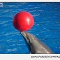 Marineland - Dauphins - Spectacle 14h15 - 0214
