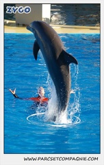Marineland - Dauphins - Spectacle 14h15 - 0217