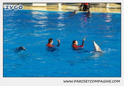 Marineland - Dauphins - Spectacle 14h15 - 0224