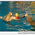 Marineland - Dauphins - Spectacle 17h15 - 0245