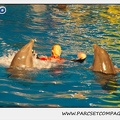Marineland - Dauphins - Spectacle 17h15 - 0246
