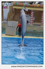 Marineland - Dauphins - Spectacle 14h30 - 0104