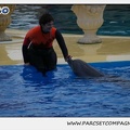 Marineland - Dauphins - Spectacle 14h30 - 0106