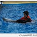 Marineland - Dauphins - Spectacle 14h30 - 0107