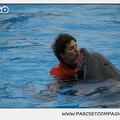 Marineland - Dauphins - Spectacle 14h30 - 0114