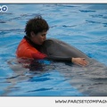 Marineland - Dauphins - Spectacle 14h30 - 0120