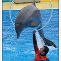 Marineland - Dauphins - Spectacle 14h30 - 0126
