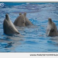 Marineland - Dauphins - Spectacle 14h30 - 0128