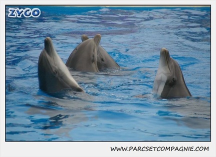 Marineland - Dauphins - Spectacle 14h30 - 0128