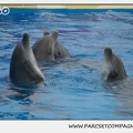 Marineland - Dauphins - Spectacle 14h30 - 0129