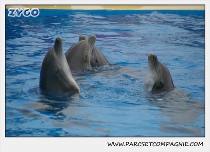 Marineland - Dauphins - Spectacle 14h30 - 0129