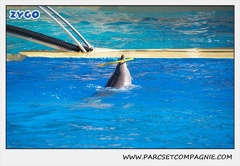 Marineland - Dauphins - Spectacle 14h30 - 0182