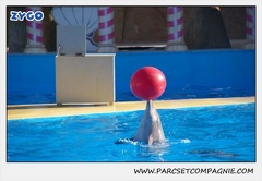 Marineland - Dauphins - Spectacle 14h30 - 0187