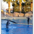 Marineland - Dauphins - Spectacle 17h30 - 0237