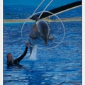 Marineland - Dauphins - Spectacle 17h30 - 0238