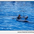 Marineland - Dauphins - Spectacle 17h30 - 0245