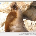 Marineland - Otaries - Patagonie - Portraits - 0348