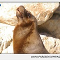 Marineland - Otaries - Patagonie - Portraits - 0349