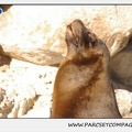 Marineland - Otaries - Patagonie - Portraits - 0350