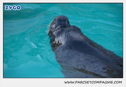 Marineland - Otaries - Patagonie - Portraits - 0354