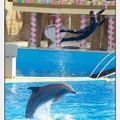 Marineland - Dauphins - Spectacle 14h30 - 0458