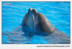 Marineland - Dauphins - Spectacle 14h30 - 0468