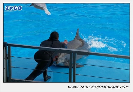Marineland - Dauphins - Spectacle 14h30 - 0469