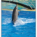 Marineland - Dauphins - Spectacle 14h30 - 0472