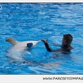 Marineland - Dauphins - Spectacle 14h30 - 0484