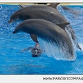 Marineland - Dauphins - Spectacle 14h30 - 0485