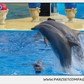 Marineland - Dauphins - Spectacle 14h30 - 0486