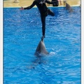 Marineland - Dauphins - Spectacle 14h30 - 0490