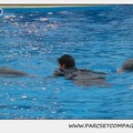 Marineland - Dauphins - Spectacle 17h30 - 0499