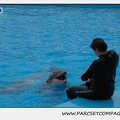 Marineland - Dauphins - Spectacle 17h30 - 0500