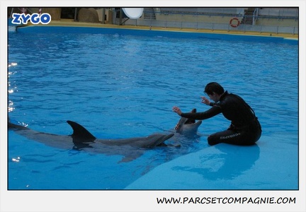 Marineland - Dauphins - Spectacle 17h30 - 0504