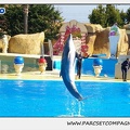 Marineland - Dauphins - Spectacle 14h30 - 1034