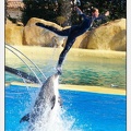 Marineland - Dauphins - Spectacle 14h30 - 1037