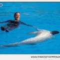 Marineland - Dauphins - Spectacle 14h30 - 1040
