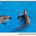 Marineland - Dauphins - Spectacle 14h30 - 1041