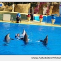 Marineland - Dauphins - Spectacle 14h30 - 1043