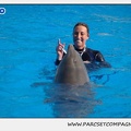 Marineland - Dauphins - Spectacle 14h30 - 1044