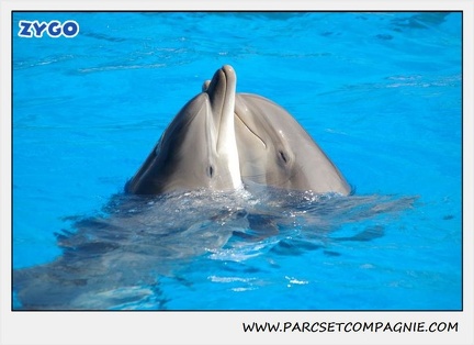 Marineland - Dauphins - Spectacle 14h30 - 1046