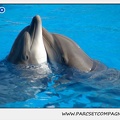 Marineland - Dauphins - Spectacle 14h30 - 1047
