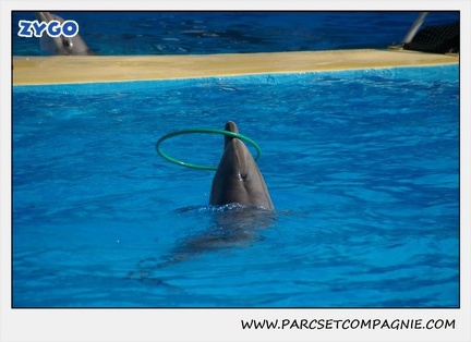 Marineland - Dauphins - Spectacle 14h30 - 1051