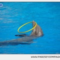 Marineland - Dauphins - Spectacle 14h30 - 1052