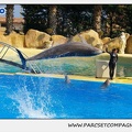 Marineland - Dauphins - Spectacle 14h30 - 1054