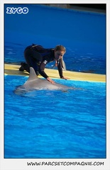 Marineland - Dauphins - Spectacle 14h30 - 1058